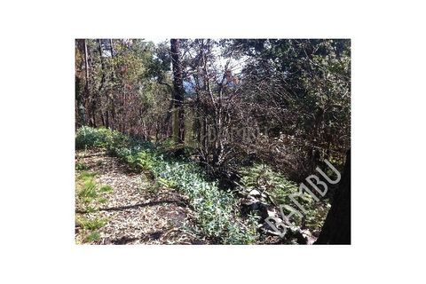 Grond in Venade e Azevedo, Viana do Castelo, Venade e Azevedo - € 50.000 | Ref: B1019 - foto 5