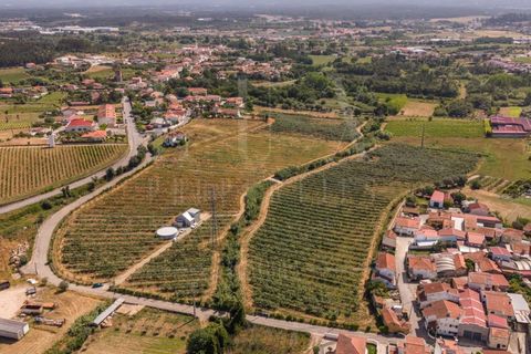Granja a Anadia, Aveiro, Anadia - € 1.000.000 | Ref: LUX_CB-01524 - foto 3