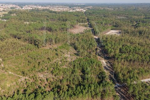 Grond in Cantanhede, Coimbra, Cantanhede - € 35.000 | Ref: LUX_CB-00746 - foto 7