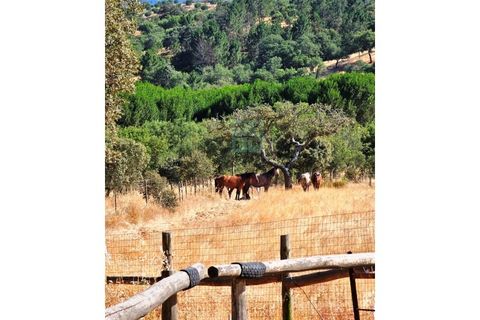 Landejendom i Santa Luzia, Beja, Santa Luzia - € 1.500.000 | Ref: Mt.Equestre - foto 16