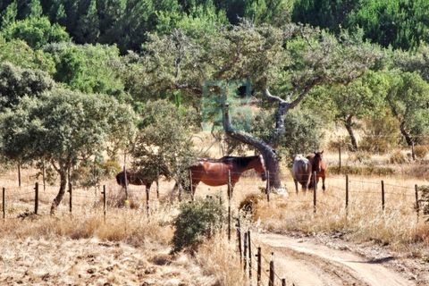 Landejendom i Santa Luzia, Beja, Santa Luzia - € 1.500.000 | Ref: Mt.Equestre - foto 17