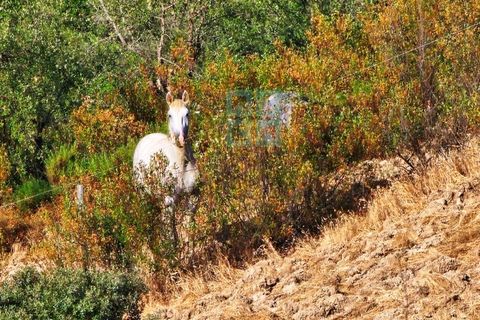 Landejendom i Santa Luzia, Beja, Santa Luzia - € 1.500.000 | Ref: Mt.Equestre - foto 19