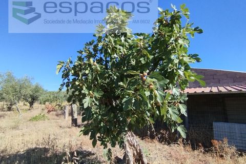 Tomt i Escalos de Cima e Lousa, Castelo Branco, Escalos de Cima e Lousa - € 33 000 | Ref: 4406/AC - foto 8