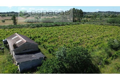 Farm i Fundao, Castelo Branco, Fundao - € 62.000 | Ref: 5547/RR_EM - foto 2