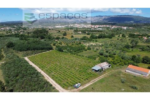 Farm i Fundao, Castelo Branco, Fundao - € 62.000 | Ref: 5547/RR_EM - foto 5