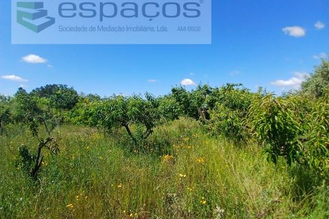 Farm i Fundao, Castelo Branco, Fundao - € 62.000 | Ref: 5547/RR_EM - foto 14