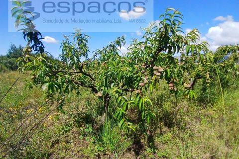 Farm i Fundao, Castelo Branco, Fundao - € 62.000 | Ref: 5547/RR_EM - foto 17
