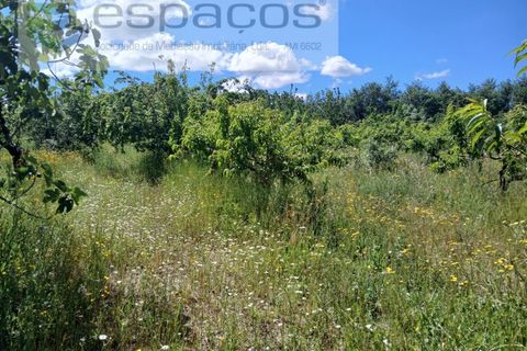 Farm i Fundao, Castelo Branco, Fundao - € 62.000 | Ref: 5547/RR_EM - foto 27