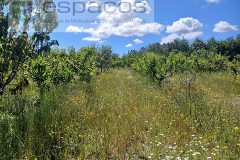 Farm i Fundao, Castelo Branco, Fundao - € 62.000 | Ref: 5547/RR_EM - foto 28