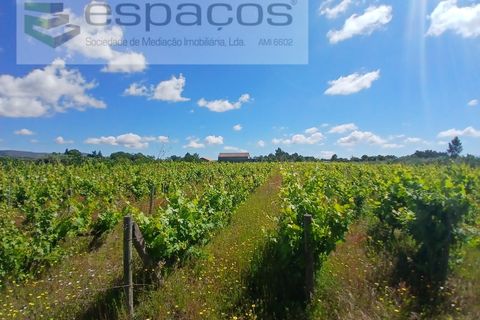 Farm i Fundao, Castelo Branco, Fundao - € 62.000 | Ref: 5547/RR_EM - foto 31