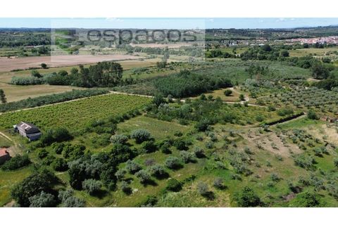 Farm i Fundao, Castelo Branco, Fundao - € 62.000 | Ref: 5547/RR_EM - foto 36