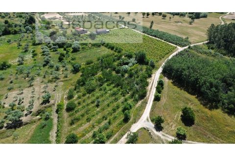 Farm i Fundao, Castelo Branco, Fundao - € 62.000 | Ref: 5547/RR_EM - foto 38