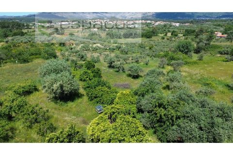 Farm i Fundao, Castelo Branco, Fundao - € 62.000 | Ref: 5547/RR_EM - foto 40