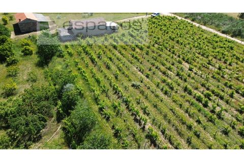 Farm i Fundao, Castelo Branco, Fundao - € 62.000 | Ref: 5547/RR_EM - foto 47
