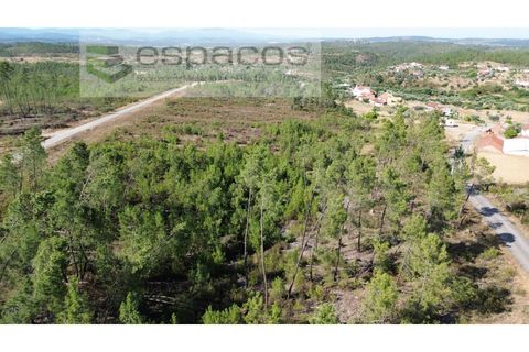 Terreno en Castelo Branco, Castelo Branco, Castelo Branco - € 23.750 | Ref: 5583/EG - photo 6