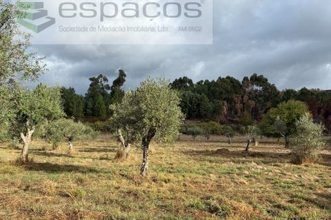 Gård i Paul, Castelo Branco, Paul - € 80 000 | Ref: 5881/CP - foto 16