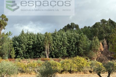 Gård i Paul, Castelo Branco, Paul - € 80 000 | Ref: 5881/CP - foto 20