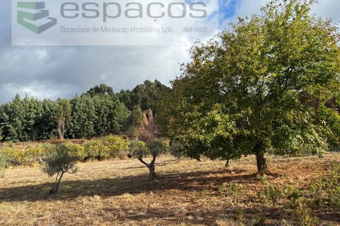 Gård i Paul, Castelo Branco, Paul - € 80 000 | Ref: 5881/CP - foto 21