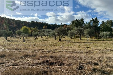Gård i Paul, Castelo Branco, Paul - € 80 000 | Ref: 5881/CP - foto 29