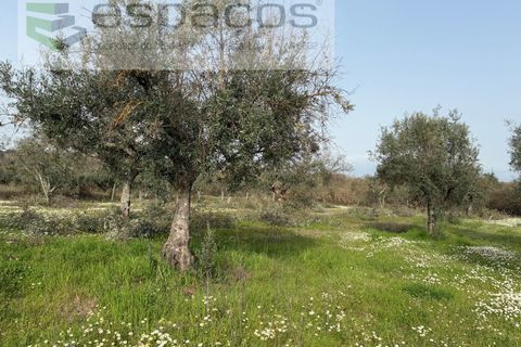Tomt i Fundao, Castelo Branco, Fundao - € 46 000 | Ref: 5508/CP-AF - foto 34
