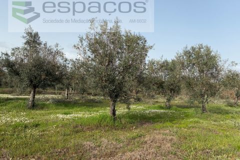 Tomt i Fundao, Castelo Branco, Fundao - € 46 000 | Ref: 5508/CP-AF - foto 42