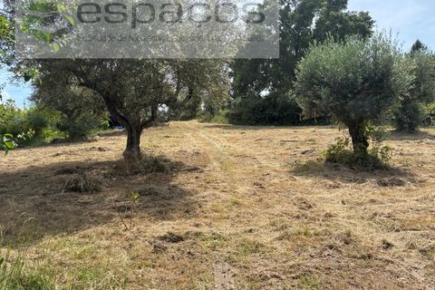 Tomt i Fundao, Castelo Branco, Fundao - € 60 000 | Ref: 5541/CP-AF - foto 2