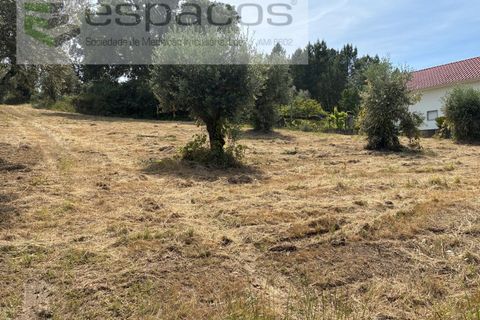 Tomt i Fundao, Castelo Branco, Fundao - € 60 000 | Ref: 5541/CP-AF - foto 3