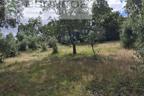 Tomt i Fundao, Castelo Branco, Fundao - € 60 000 | Ref: 5541/CP-AF - foto 12