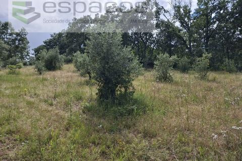 Tomt i Fundao, Castelo Branco, Fundao - € 60 000 | Ref: 5541/CP-AF - foto 22