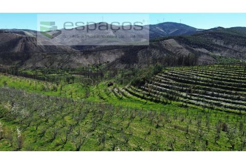 Tomt i Fundao, Castelo Branco, Fundao - € 70 000 | Ref: 5777/FA - foto 5