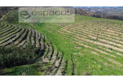 Tomt i Fundao, Castelo Branco, Fundao - € 70 000 | Ref: 5777/FA - foto 11