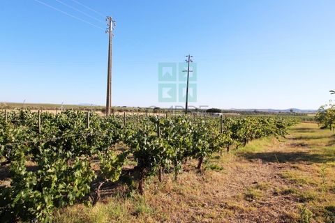 Villa a Campo Maior, Portalegre, Campo Maior - € 445.000 | Ref: CAS_3932 - foto 36