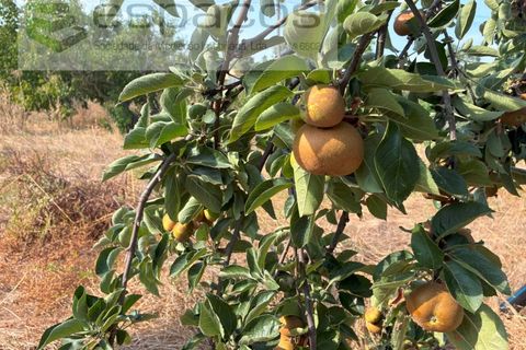 Farm i Teixoso, Castelo Branco, Teixoso - € 84.000 | Ref: 5848/CP - foto 17