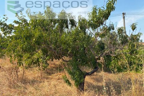 Farm i Teixoso, Castelo Branco, Teixoso - € 84.000 | Ref: 5848/CP - foto 18
