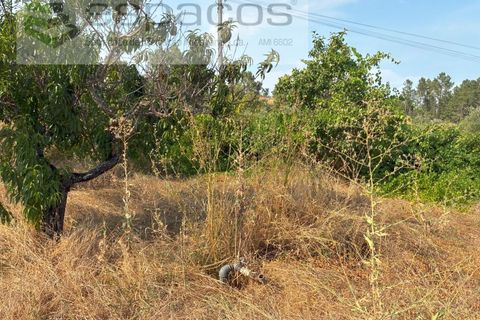 Farm i Teixoso, Castelo Branco, Teixoso - € 84.000 | Ref: 5848/CP - foto 19