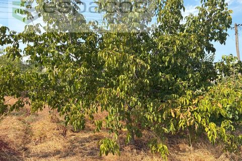 Farm i Teixoso, Castelo Branco, Teixoso - € 84.000 | Ref: 5848/CP - foto 20