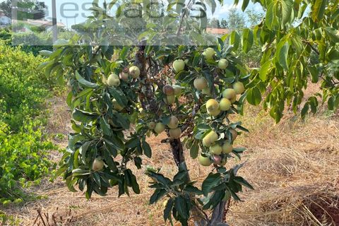Farm i Teixoso, Castelo Branco, Teixoso - € 84.000 | Ref: 5848/CP - foto 21