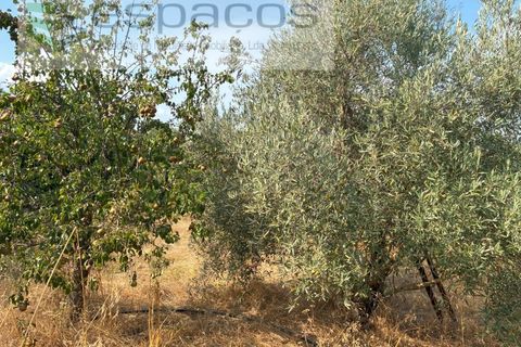 Farm i Teixoso, Castelo Branco, Teixoso - € 84.000 | Ref: 5848/CP - foto 22
