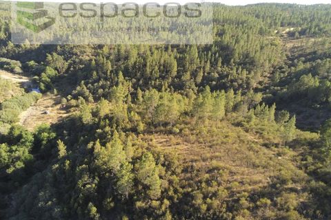 Helårsgrund i Castelo Branco, Castelo Branco, Castelo Branco - € 9.500 | Ref: 4510/EG - foto 2