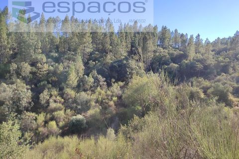 Helårsgrund i Castelo Branco, Castelo Branco, Castelo Branco - € 9.500 | Ref: 4510/EG - foto 4