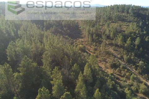 Helårsgrund i Castelo Branco, Castelo Branco, Castelo Branco - € 9.500 | Ref: 4510/EG - foto 5
