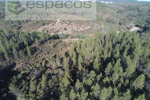 Helårsgrund i Castelo Branco, Castelo Branco, Castelo Branco - € 9.500 | Ref: 4510/EG - foto 7