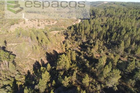 Helårsgrund i Castelo Branco, Castelo Branco, Castelo Branco - € 9.500 | Ref: 4510/EG - foto 8