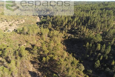 Helårsgrund i Castelo Branco, Castelo Branco, Castelo Branco - € 9.500 | Ref: 4510/EG - foto 9