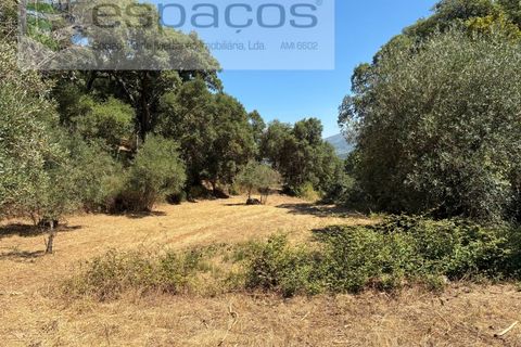 Terra a Fundao, Castelo Branco, Fundao - € 13.000 | Ref: 5841/CP - foto 2