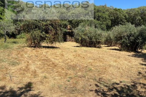 Terra a Fundao, Castelo Branco, Fundao - € 13.000 | Ref: 5841/CP - foto 3