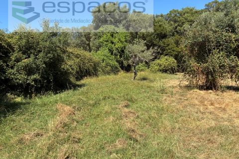 Terra a Fundao, Castelo Branco, Fundao - € 13.000 | Ref: 5841/CP - foto 4