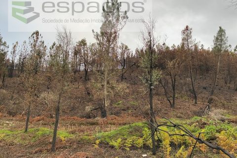 Farm i Fundao, Castelo Branco, Fundao - € 23.000 | Ref: 5896/CP-AG - foto 12