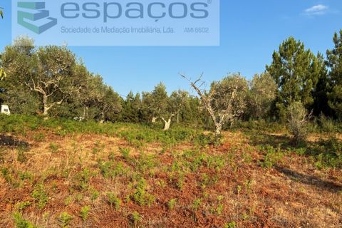 Tomt i Fundao, Castelo Branco, Fundao - € 40 000 | Ref: 5811/CP-AG - foto 13