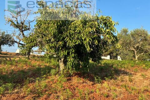 Tomt i Fundao, Castelo Branco, Fundao - € 40 000 | Ref: 5811/CP-AG - foto 15